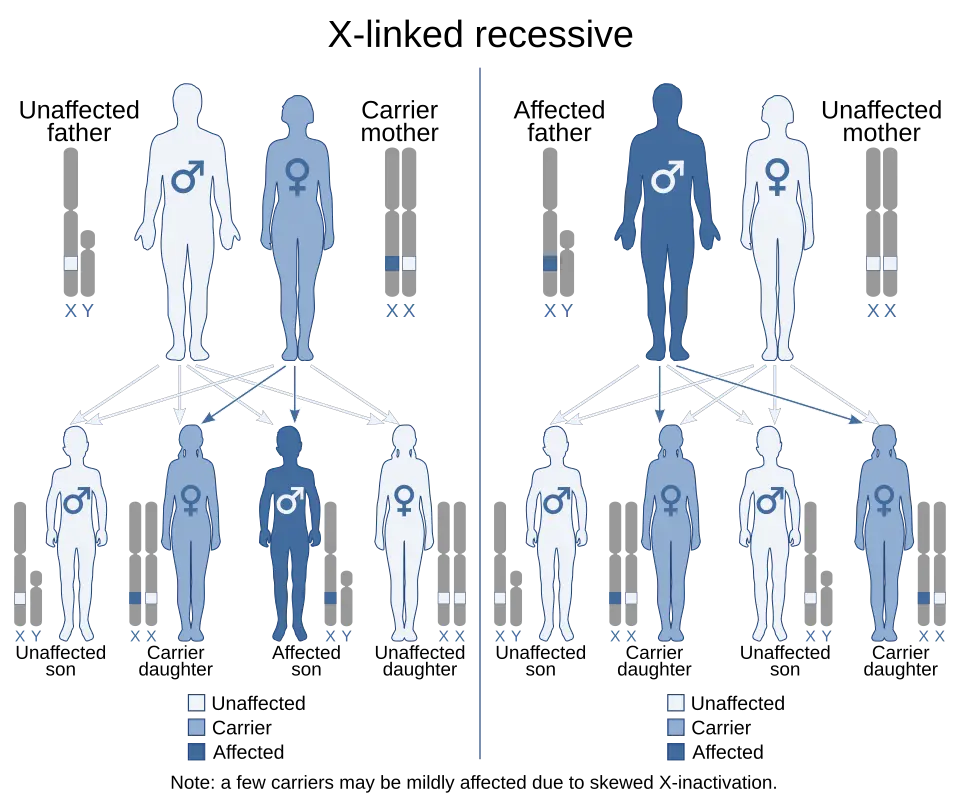 X-linked recessive inheritance pattern