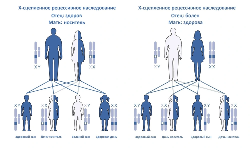 Схема X-сцепленного рецессивного наследования